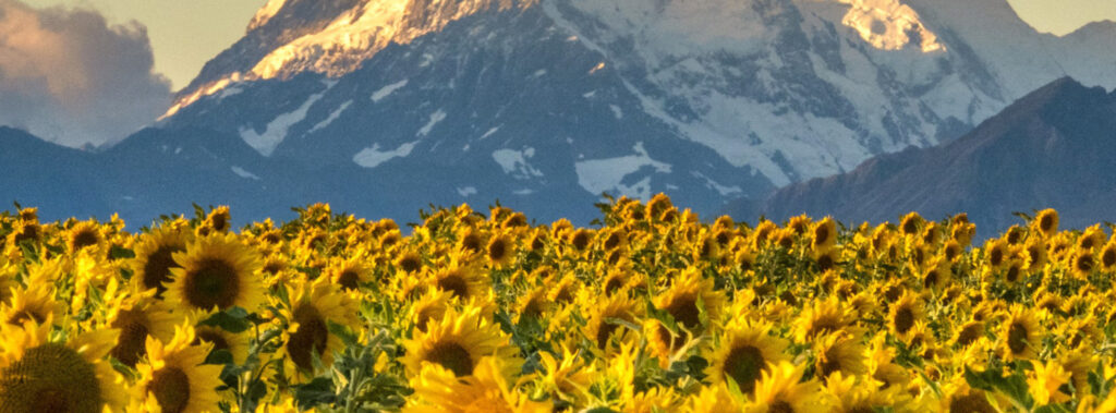 NZ Sunflower Oil