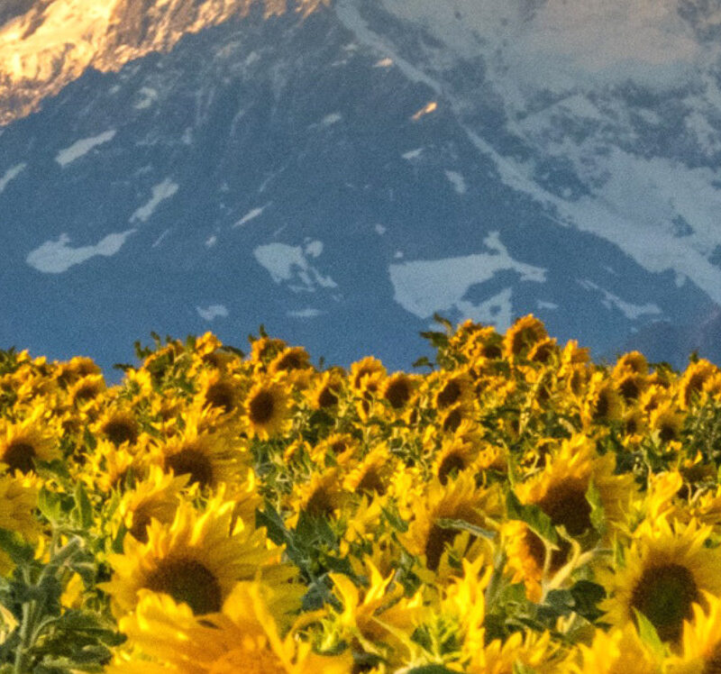 NZ Sunflower Oil